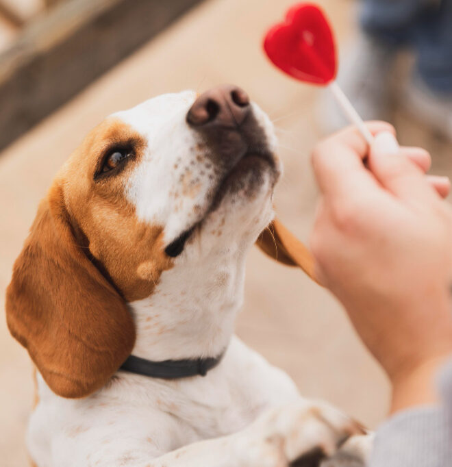 Ghid de Îngrijire pentru Puii de Animale: Primele Luni de Viață 🐶🐱