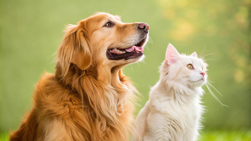 10 sfaturi utile pentru a-ți proteja animalele de companie pe timp de caniculă