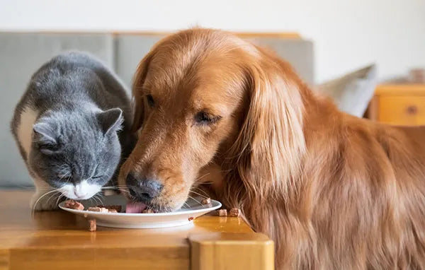 Cum să Alegi Hrana Potrivită pentru Animalul Tău de Companie 🐶🐱