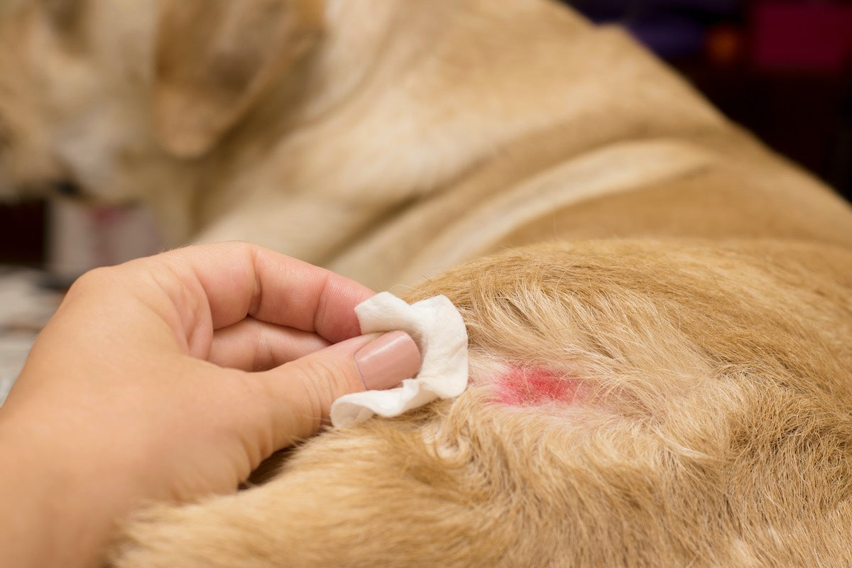 Dermatita la Catei: Cauze, Simptome și Tratament