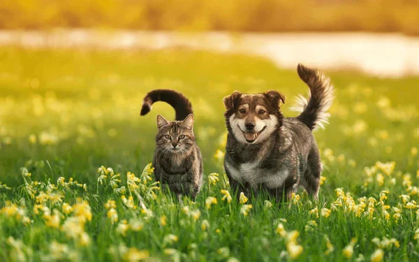 Importanța Deparazitării la Animalele de Companie – Protejează-ți Câinele și Pisica! 🦴🦟