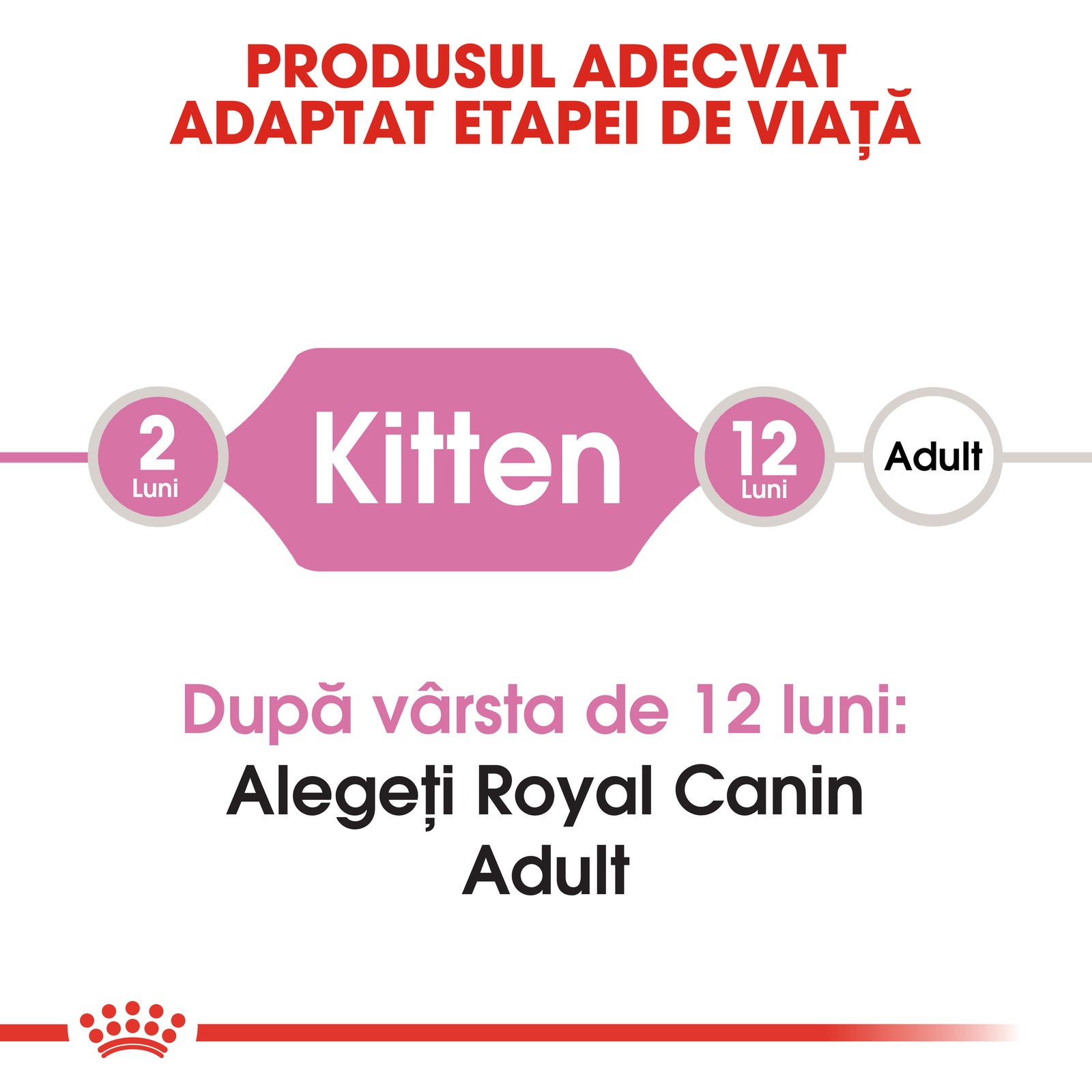 RC-FHN-Kitten-CV1_003_ROMANIA-ROMANIAN
