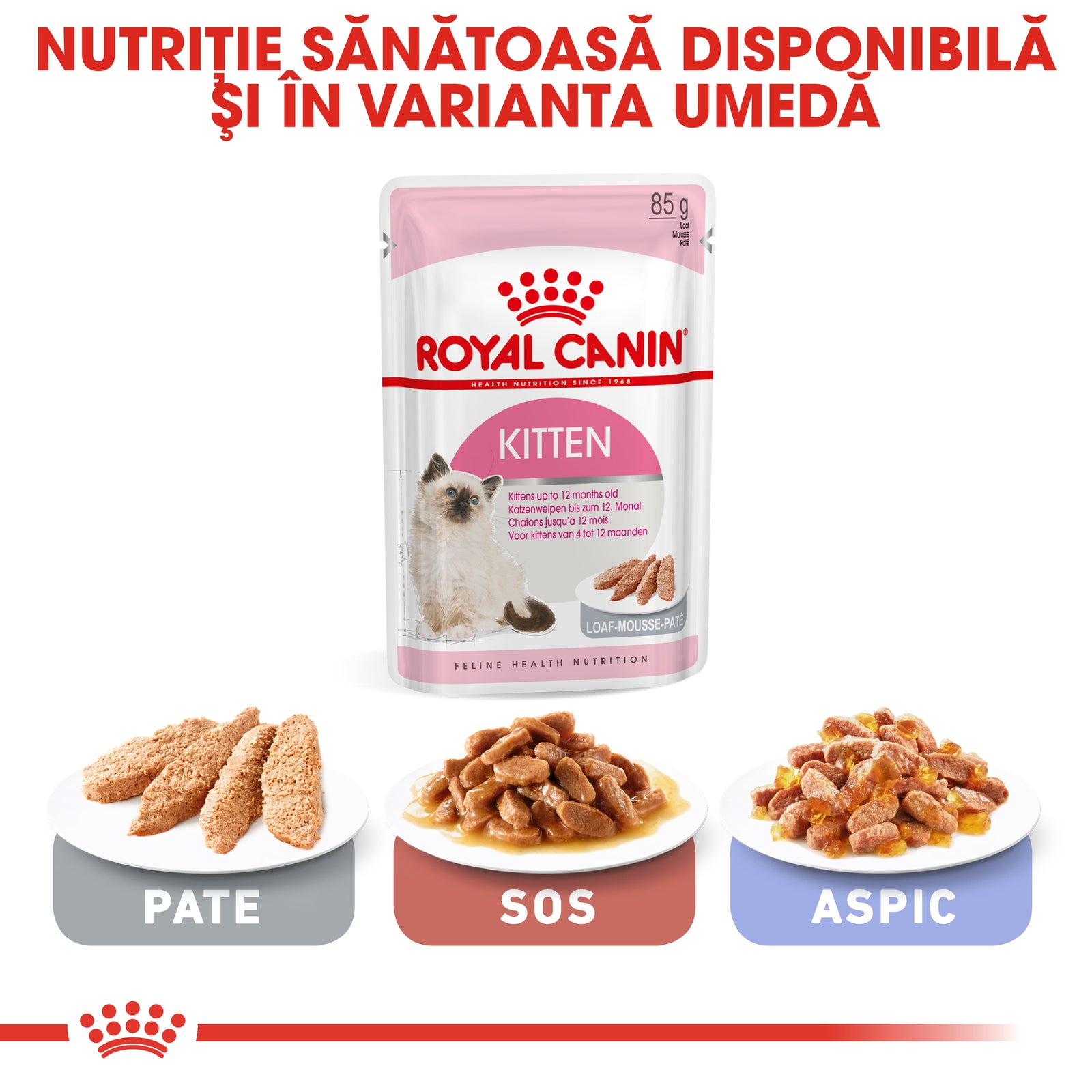 RC-FHN-Kitten-CV6_000_ROMANIA-ROMANIAN