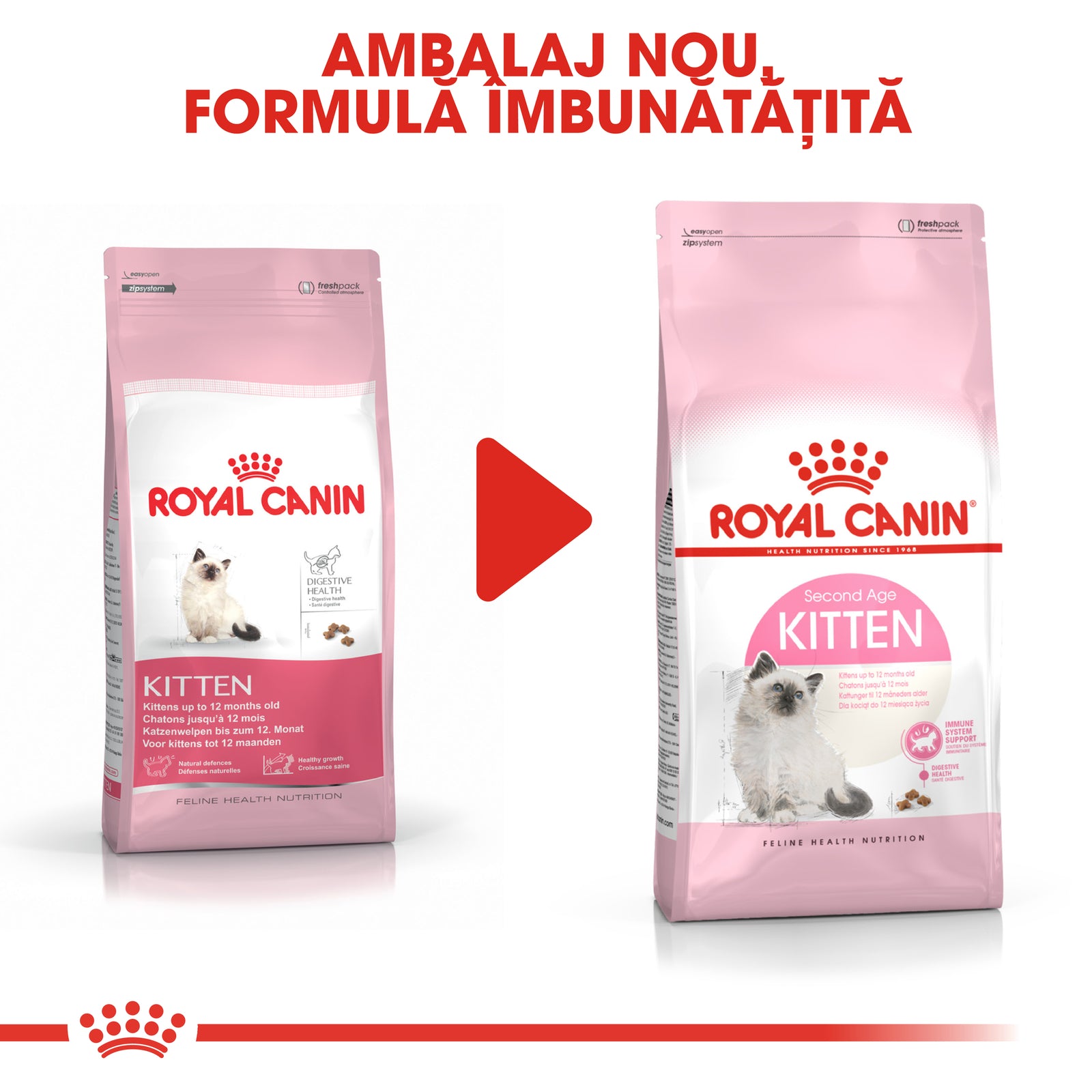 RC-FHN-Kitten-CV8_003_ROMANIA-ROMANIAN