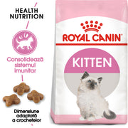 RC-FHN-Kitten-FHN KITTEN_000_ROMANIA-ROMANIAN