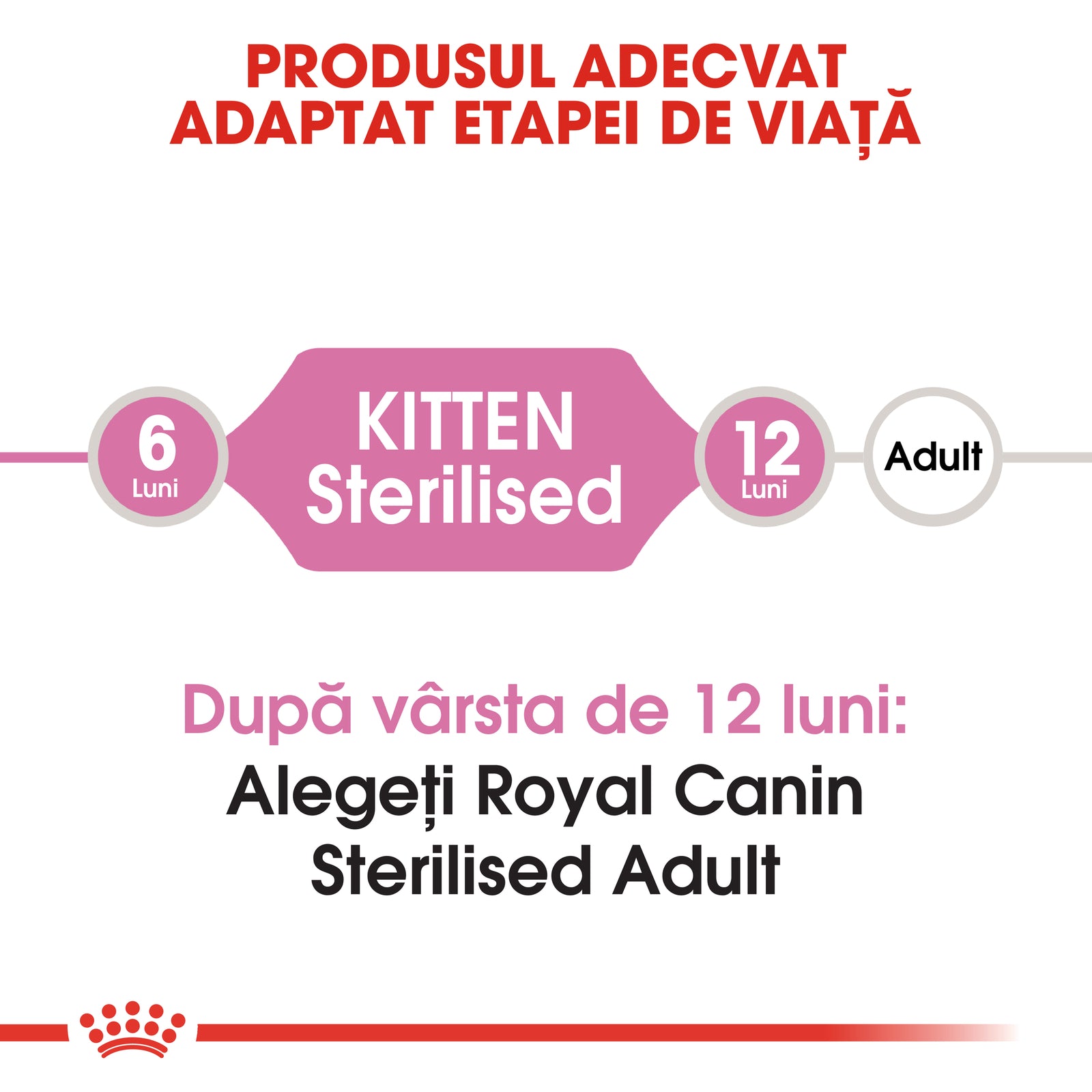 RC-FHN-KittenSterilised-CV1_005_ROMANIA-ROMANIAN