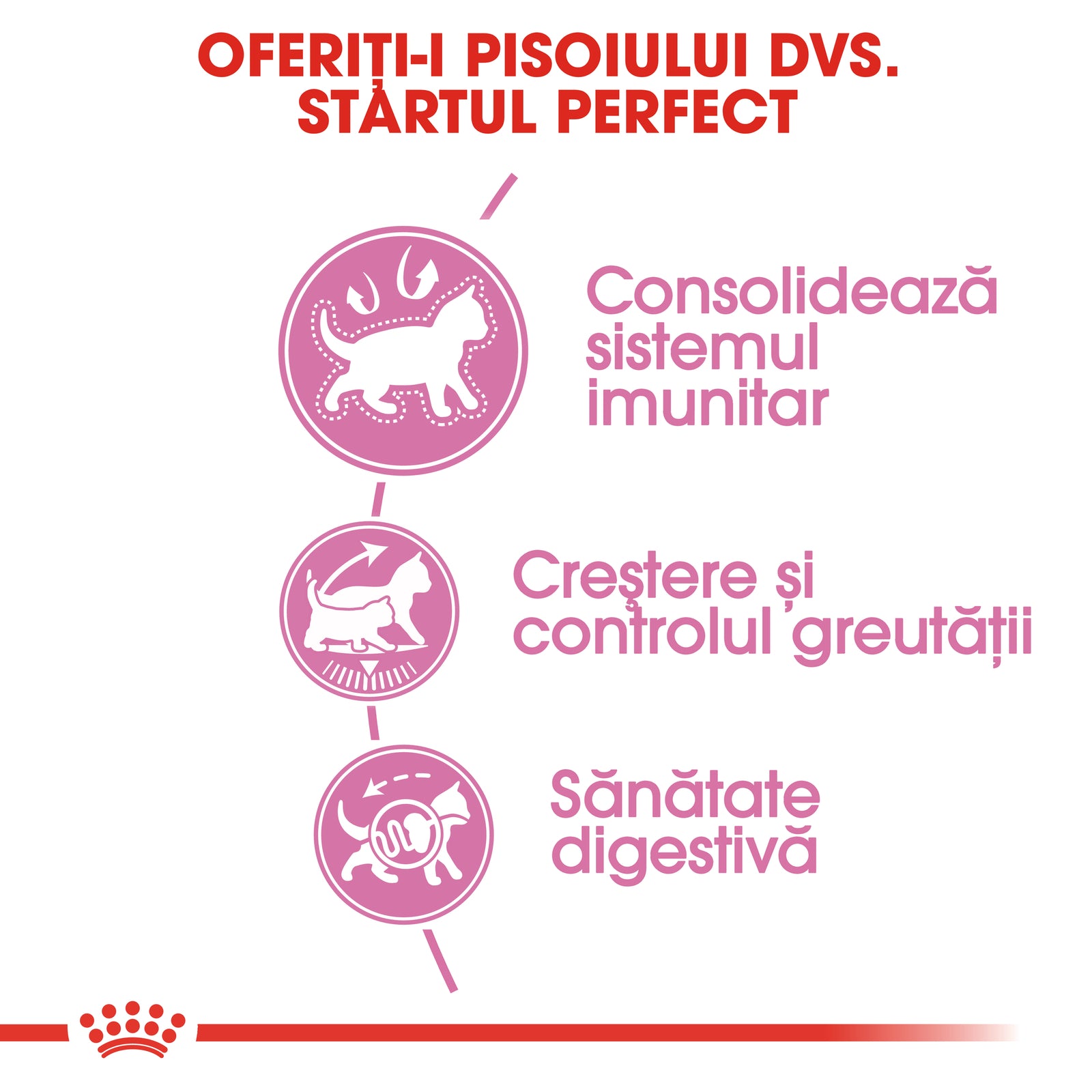 RC-FHN-KittenSterilised-CV2-cat_005_ROMANIA-ROMANIAN