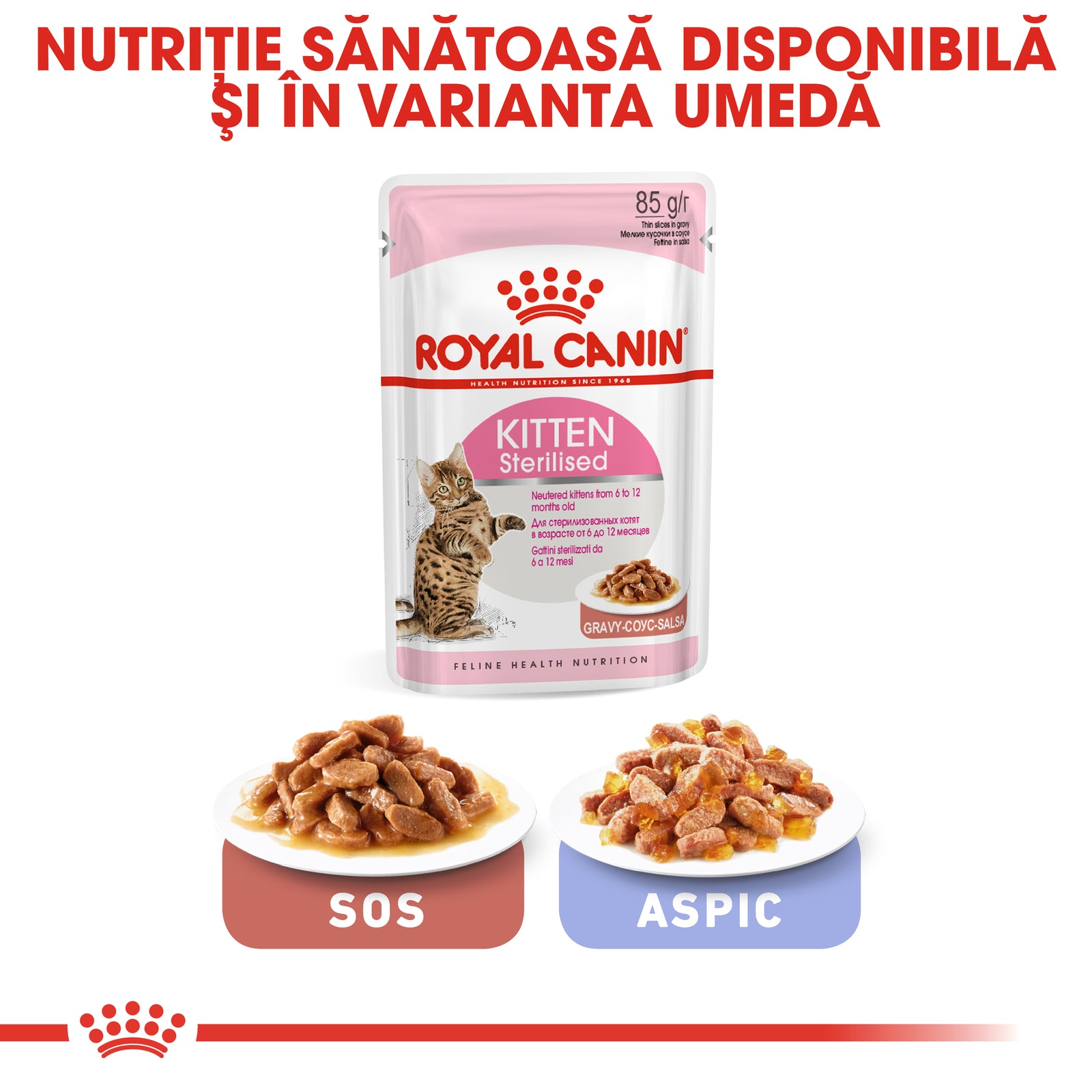 RC-FHN-KittenSterilised-CV6_001_ROMANIA-ROMANIAN