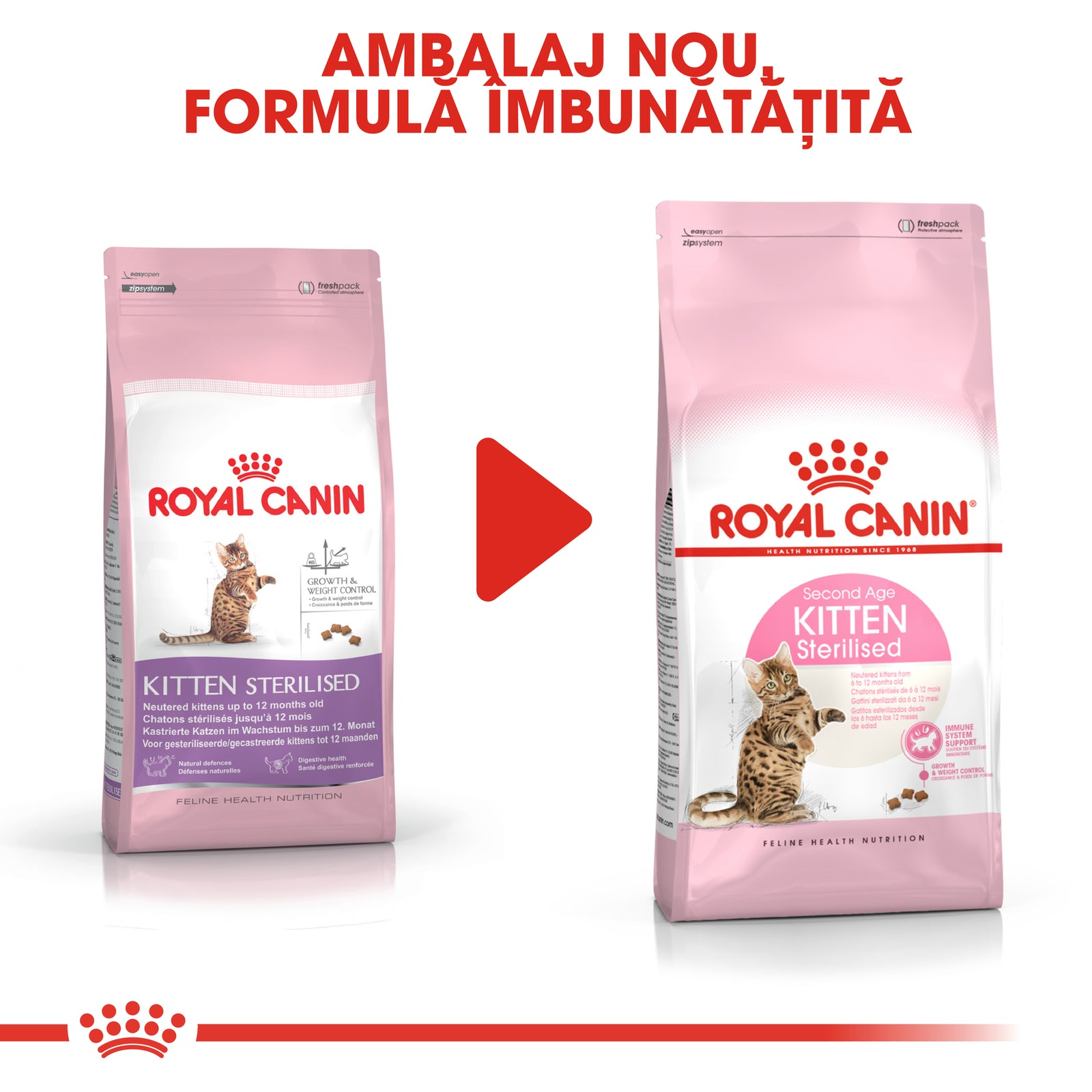 RC-FHN-KittenSterilised-CV8_005_ROMANIA-ROMANIAN