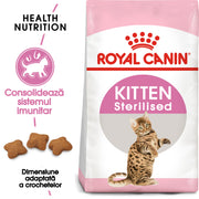 RC-FHN-KittenSterilised-FHN KITTEN_002_ROMANIA-ROMANIAN