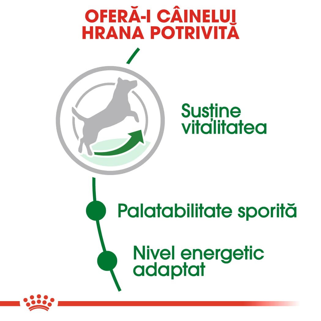 RC-SHN-AdultMini8-CV-EretailKit-2﻿-ro_RO-min