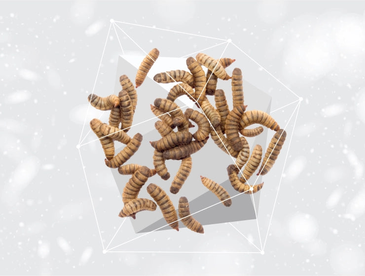 Superioe care hypo adult 2220x1680px-npsc-insects740