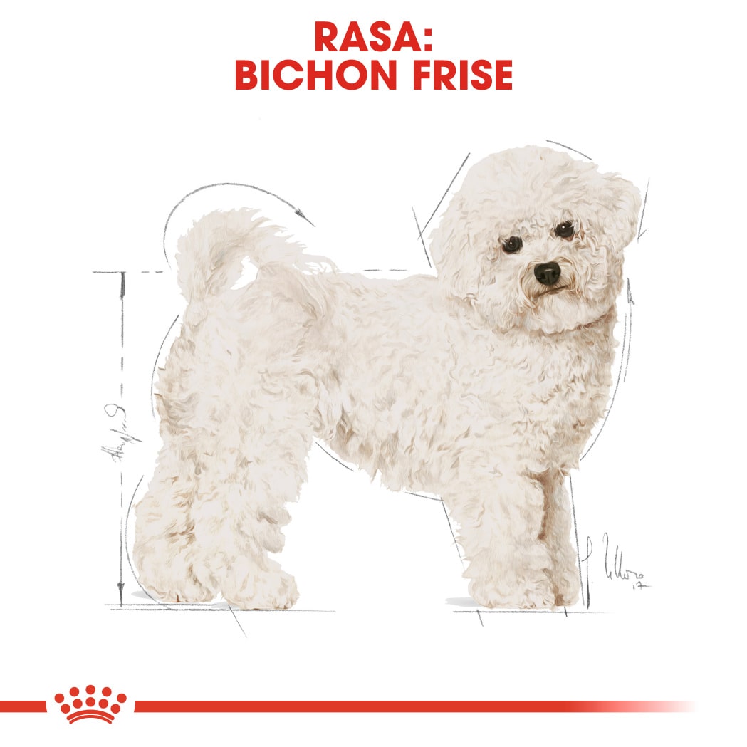RC-BHN-BichonFrise-CV-Eretailkit-1﻿-ro_RO-min