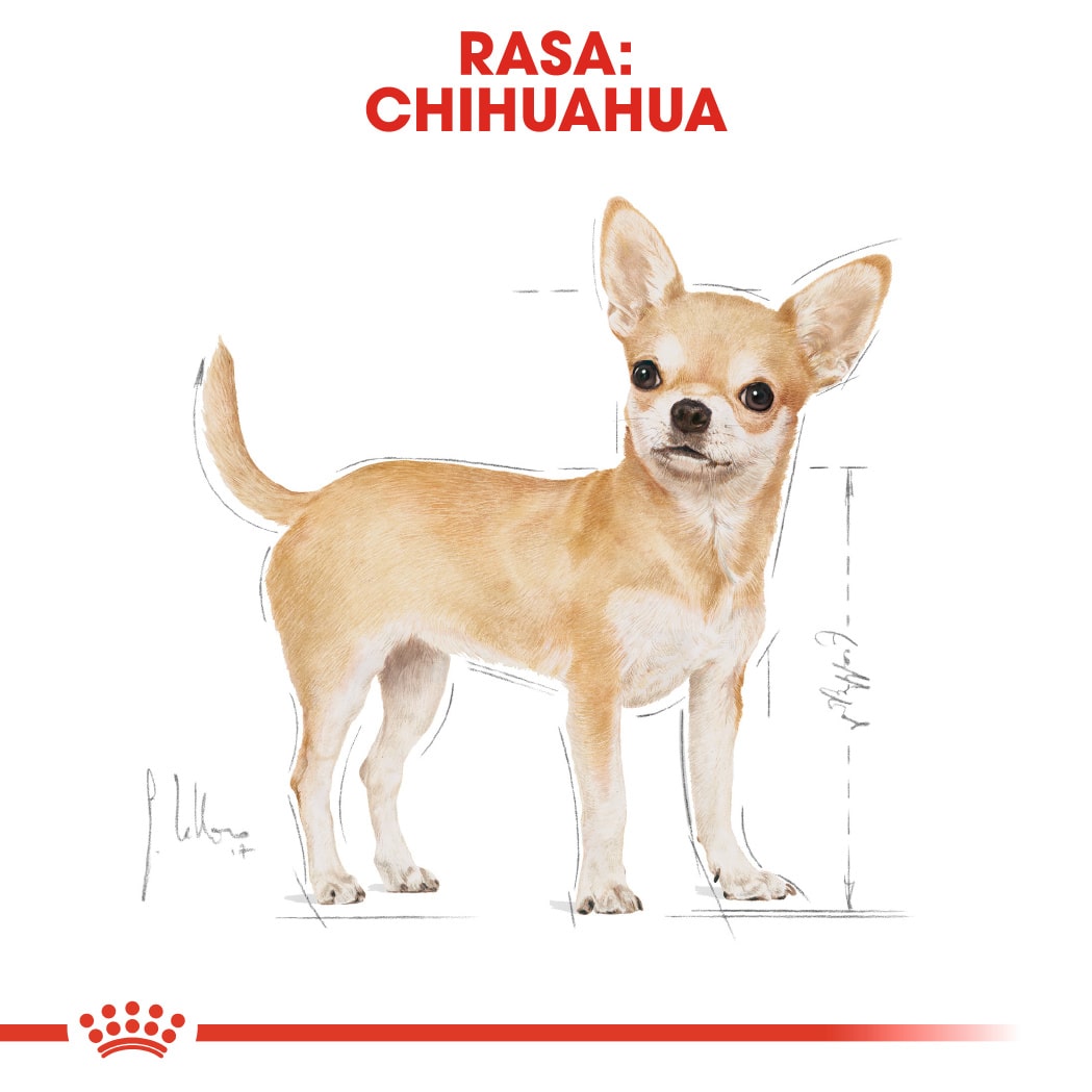RC-BHN-Chihuahua-CV-Eretailkit-1﻿-ro_RO-min
