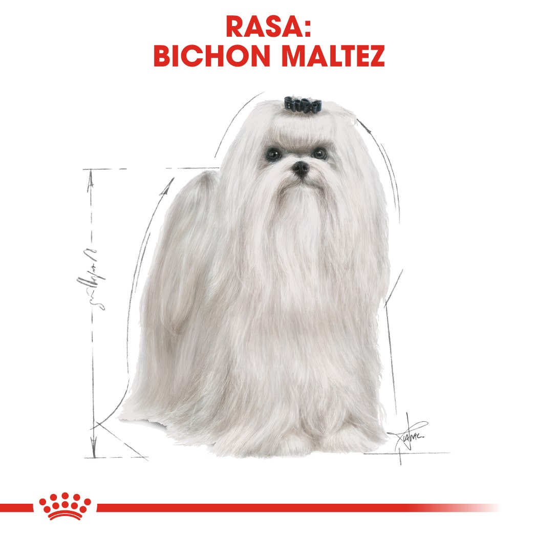 RC-BHN-Maltese-CV-Eretailkit-1﻿-ro_RO-min