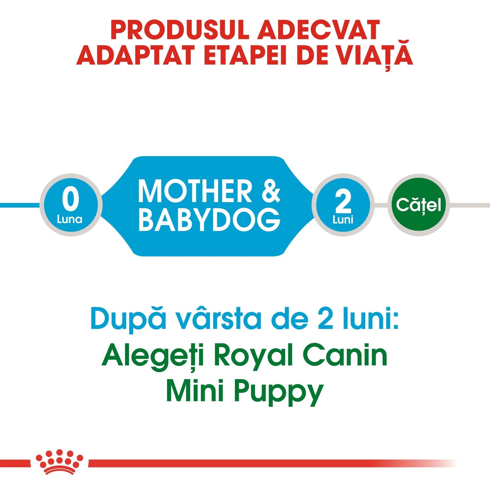 RC-SHN-Puppy-Mini Starter Mother and Babydog-CV1_009_ROMANIA-ROMANIAN-min
