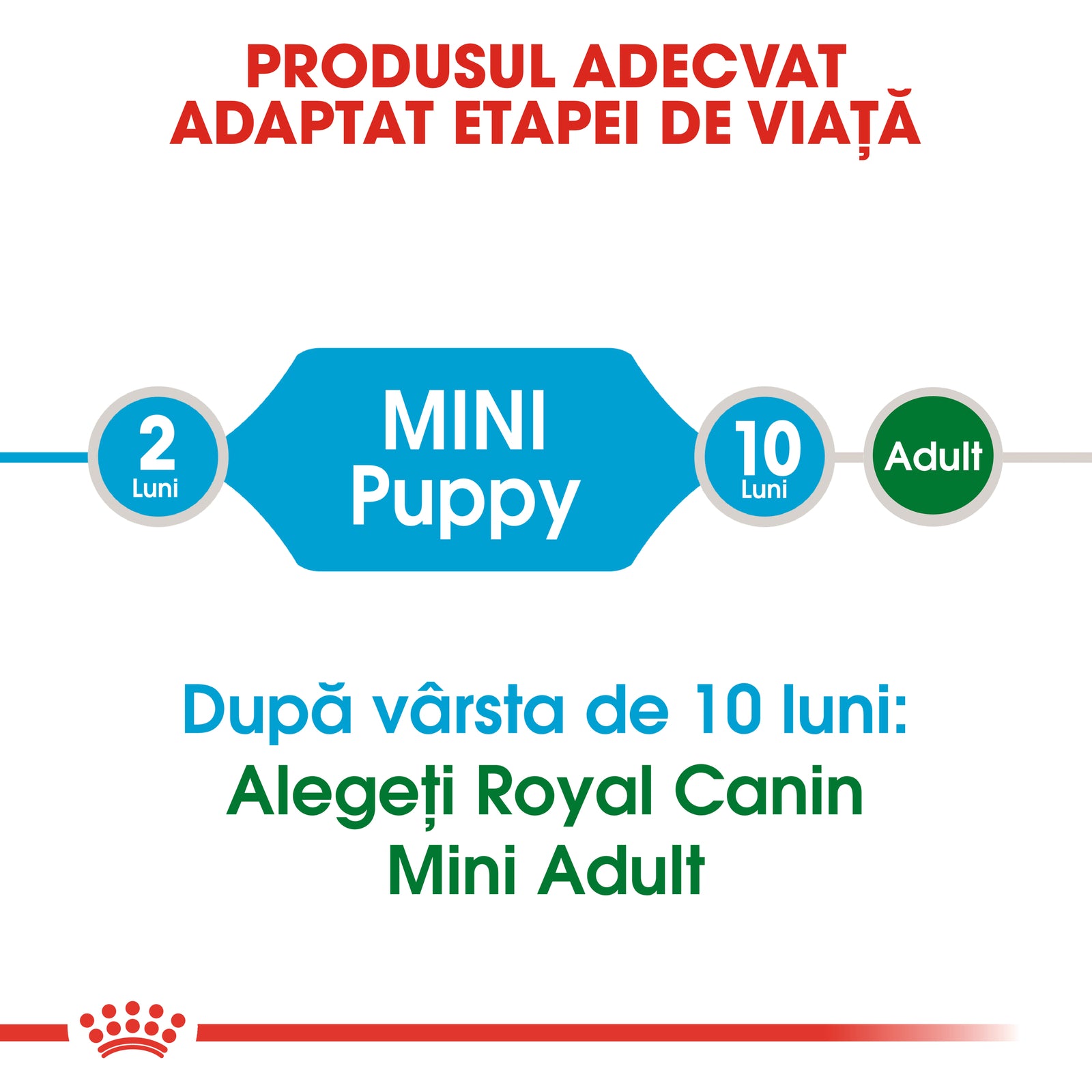 RC-SHN-Puppy-Mini-CV1_006_ROMANIA-ROMANIAN