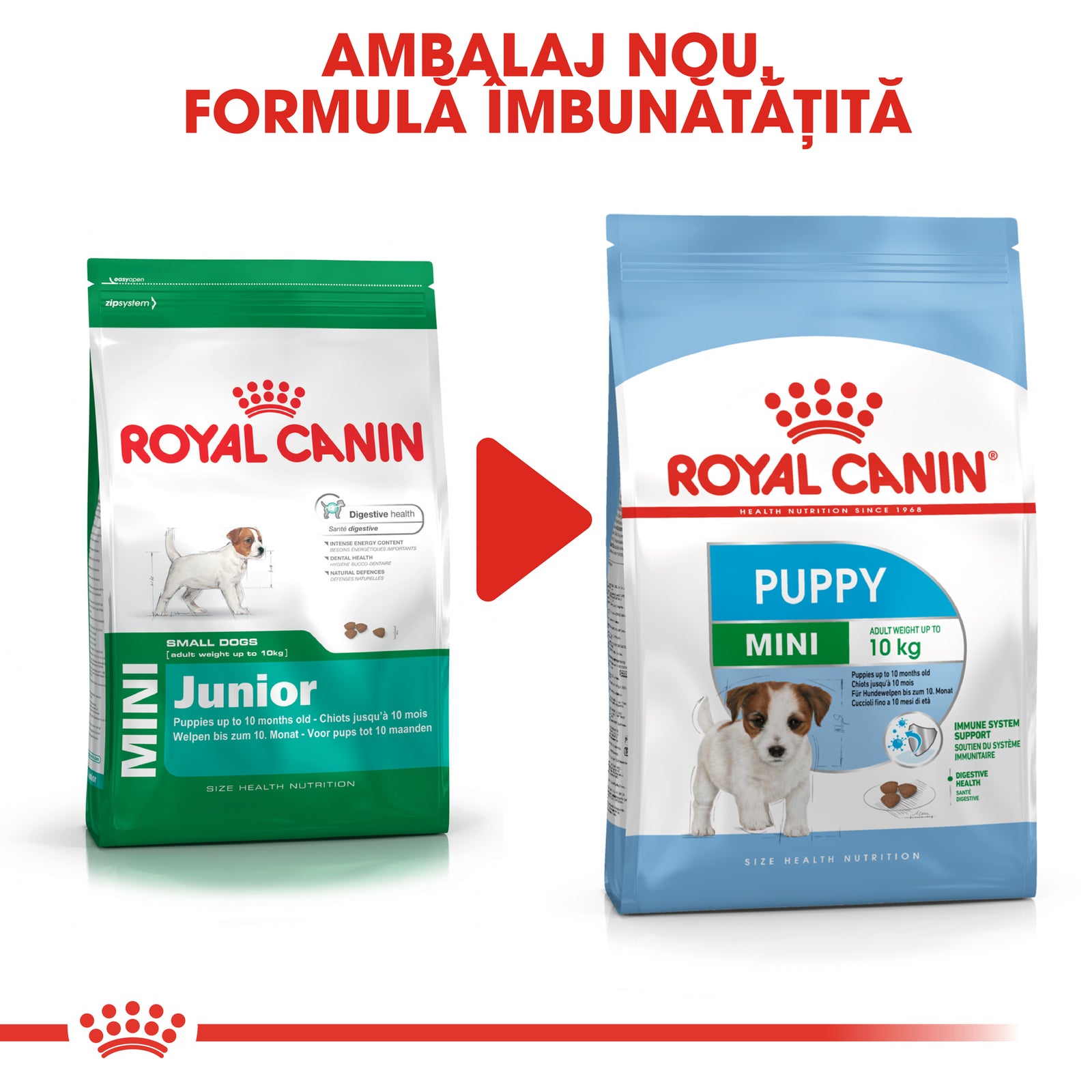 RC-SHN-Puppy-Mini-CV8_000_ROMANIA-ROMANIAN