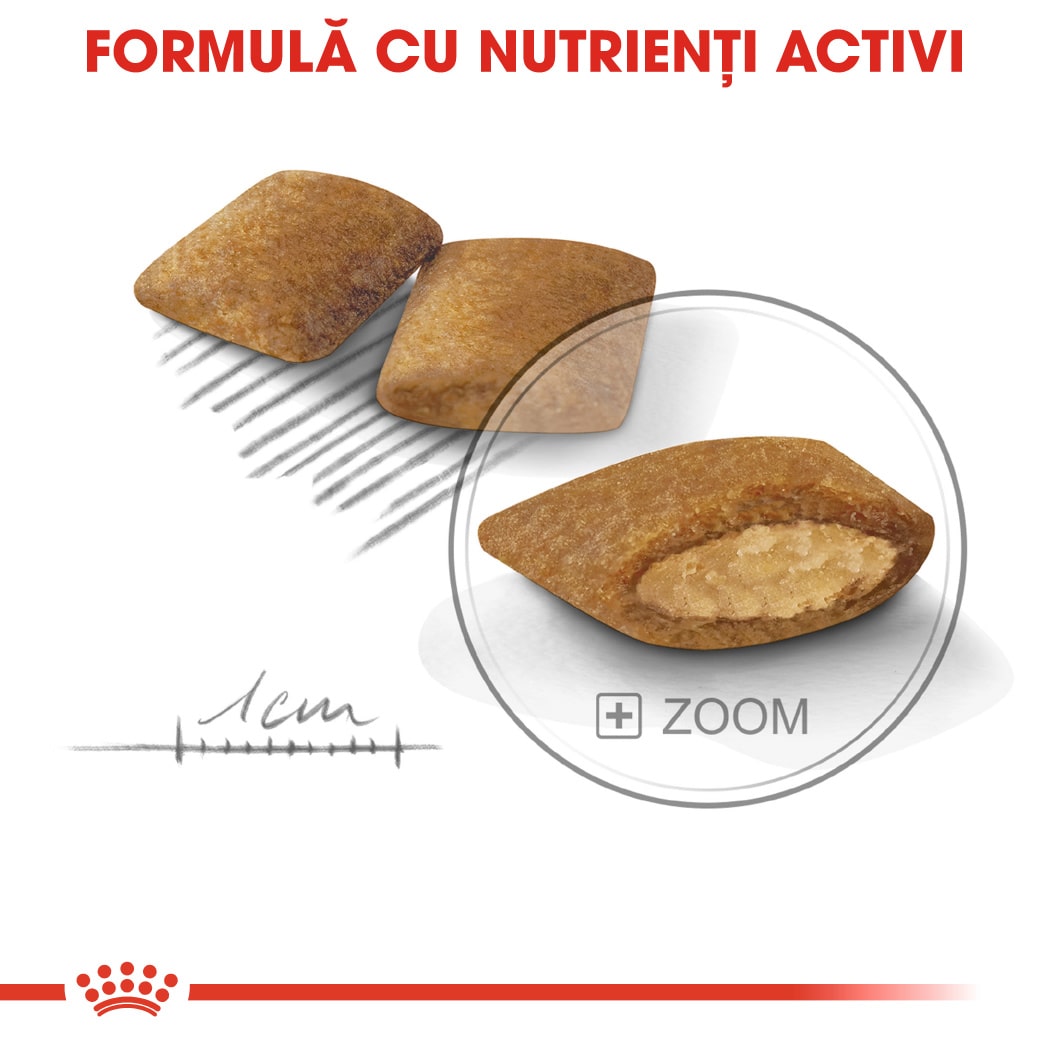 RC-CCN-ExigentMini-CV-Eretailkit-5﻿-ro_RO-min
