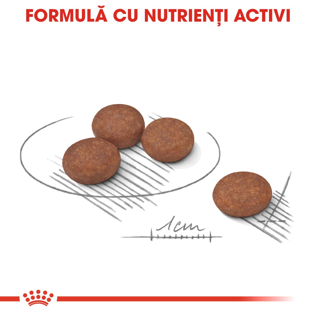 RC-CCN-DigestiveMini-CV-Eretailkit-5﻿-ro_RO-min
