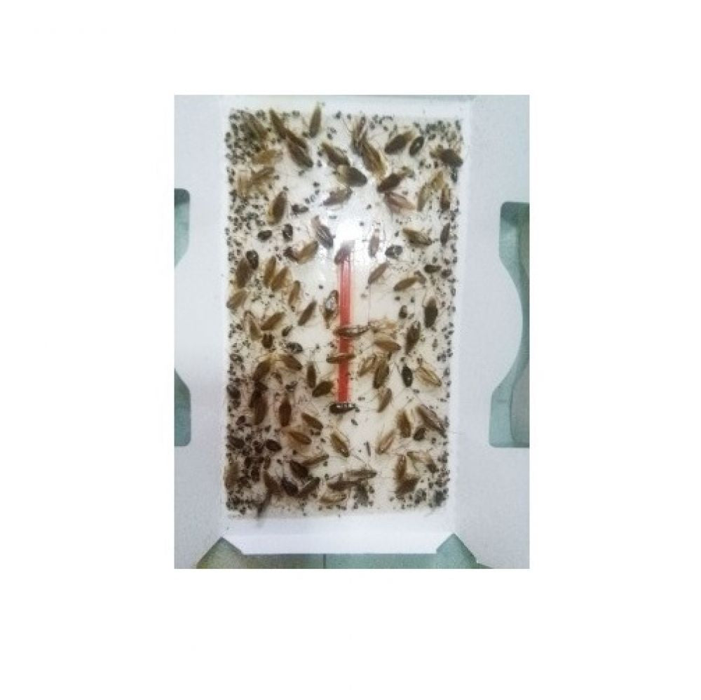 Capcană Adezivă Geotrap pentru Gândaci, cu Atractant Gel, 200 x 100 mm, Carton