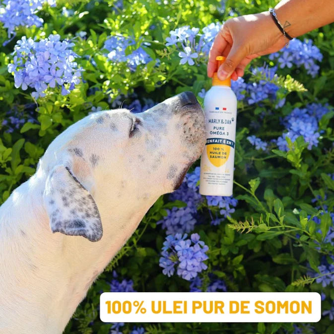 Marly & Dan Ulei de Somon pentru Câini și Pisici, 250 ml – Supliment Natural cu Omega-3 pentru Piele, Blană, Articulații și Sistem Cardiovascular