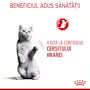 Royal Canin Appetite Control Care 12x85g – Hrană umedă pentru pisici adulte