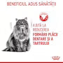 Royal Canin Dental Care – Hrană uscată pentru pisici adulte