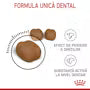 Royal Canin Dental Care – Hrană uscată pentru pisici adulte