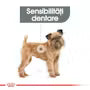Royal Canin Mini Dental Care 1 kg – Hrană uscată pentru câini adulți de talie mică