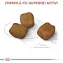 Royal Canin Mini Dental Care 1 kg – Hrană uscată pentru câini adulți de talie mică