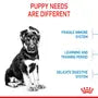 Royal Canin Puppy Maxi – Hrană uscată pentru căței de talie mare
