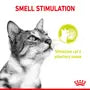Royal Canin Sensory Smell – Hrană umedă pentru pisici adulte, 12x85g