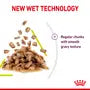 Royal Canin Sensory Smell – Hrană umedă pentru pisici adulte, 12x85g