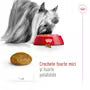 Royal Canin X-Small Adult – Hrană uscată pentru câini adulți de talie foarte mică